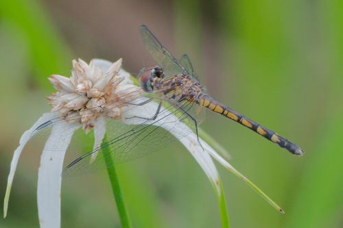 Spot-tailed Dasher photo 3