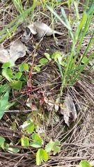 Lindernia procumbens