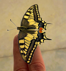 Papilio machaon