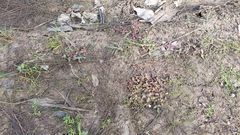 Lindernia procumbens