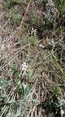 Agraylea multipunctata