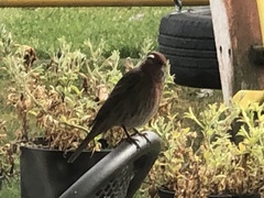 Haemorhous mexicanus