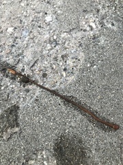 Nemalion elminthoides