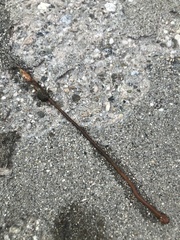 Nemalion elminthoides