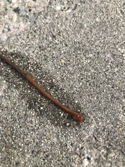 Nemalion elminthoides