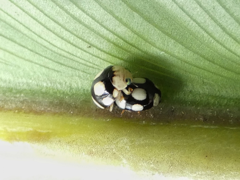 Brachiacantha isthmena