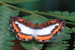 Nymphidium plinthobaphis