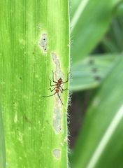 Phthiacnemia picta
