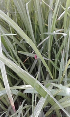 Alpaida variabilis