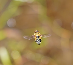 Austalis pulchella