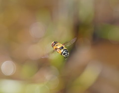 Austalis pulchella