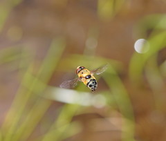 Austalis pulchella