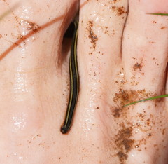 Richardsonianus australis