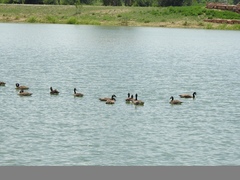 Branta canadensis