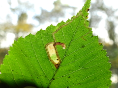 Stigmella lemniscella