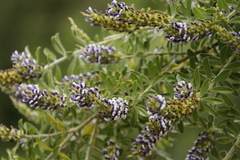 Psoralea spicata