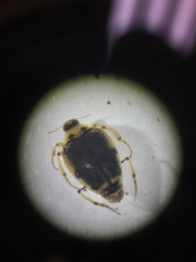 Peltodytes edentulus