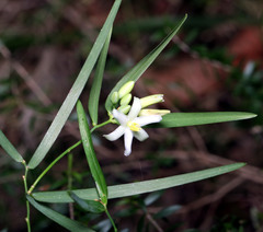 Geitonoplesium cymosum