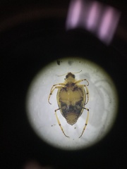 Peltodytes edentulus