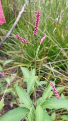 Persicaria elatior