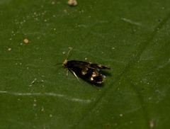Micropterigidae