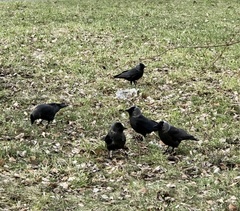 Corvus monedula