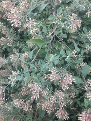 Salpianthus macrodontus