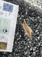 Testacella haliotidea