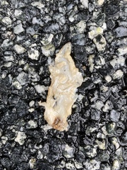 Testacella haliotidea