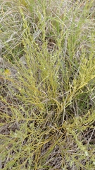 Thesium australe