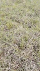 Thesium australe