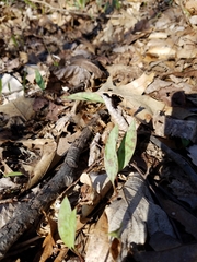 Erythronium americanum