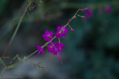 Cyphomeris gypsophiloides