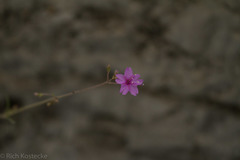 Cyphomeris gypsophiloides