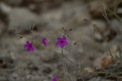 Cyphomeris gypsophiloides