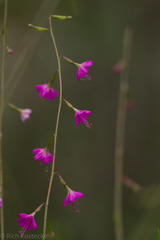 Cyphomeris gypsophiloides