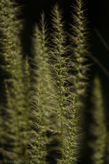 Setaria scheelei