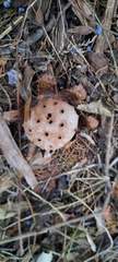 Myriostoma