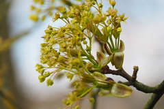 Acer pictum