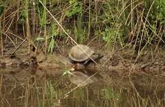 Emys orbicularis galloitalica
