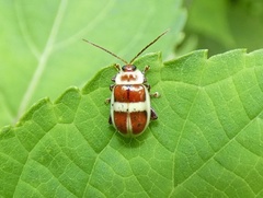 Asphaera discicollis