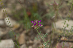Dalea pogonathera