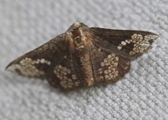 Canaea hyalospila