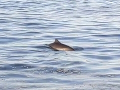 Phocoena phocoena phocoena
