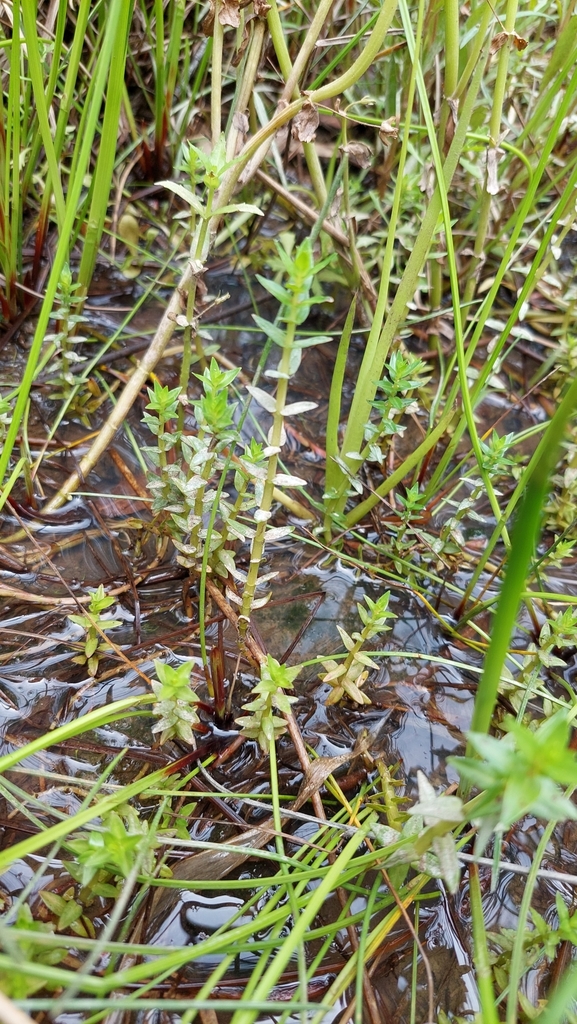 Rotala tripartita from Ellangowan NSW 2470, Australia on November 03 ...