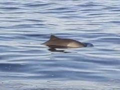 Phocoena phocoena phocoena