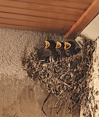 Hirundo rustica