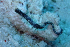 Micrognathus andersonii