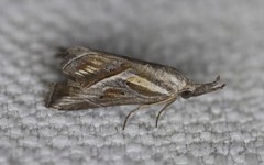 Rhynchodontodes chalcias