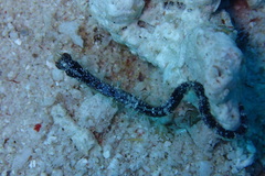 Micrognathus andersonii